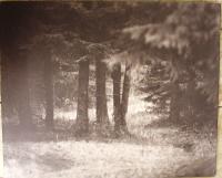 Anders&nbsp;Markehed:&nbsp;&nbsp;Skogsmotiv&nbsp;&nbsp;(1828)